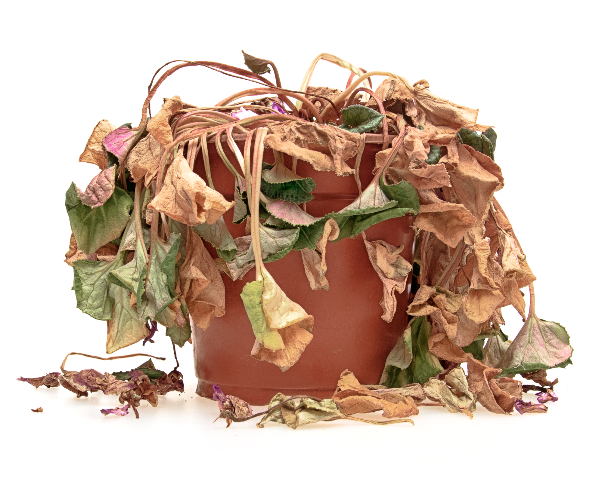 Faded flowers in pots