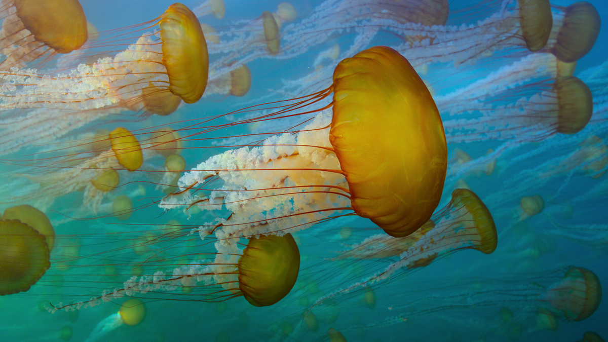 A group of jellyfish move together underwater in an image from Our Great National Parks.