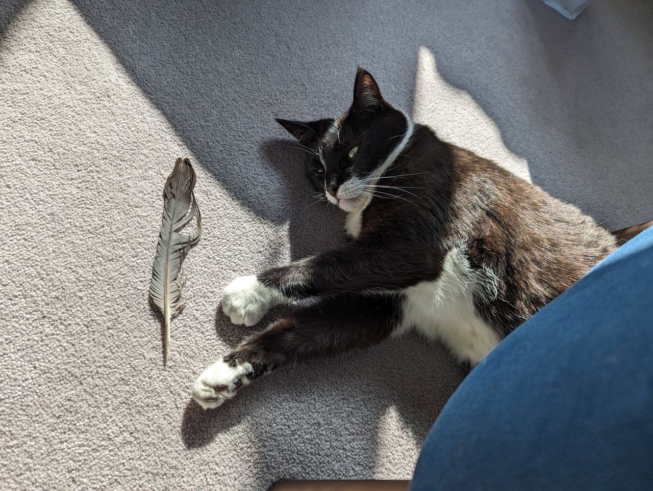 Pixel 7 Pro christmas deal 2023 cat
