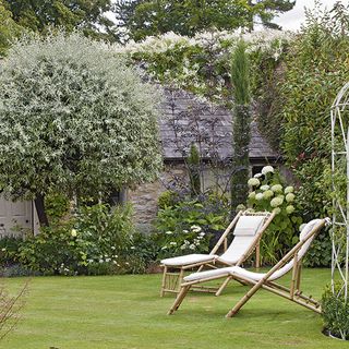 garden with plants and shrubs with relaxing chairs