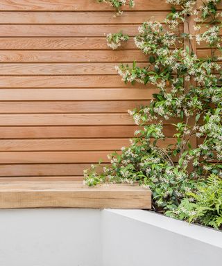contemporary cedar fence with jasmine