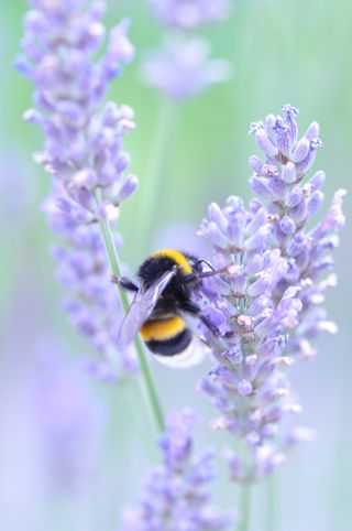 Lavender by Thomas Jorn