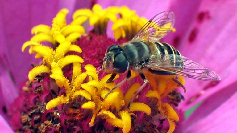 养蜂初学者:花上的蜜蜂