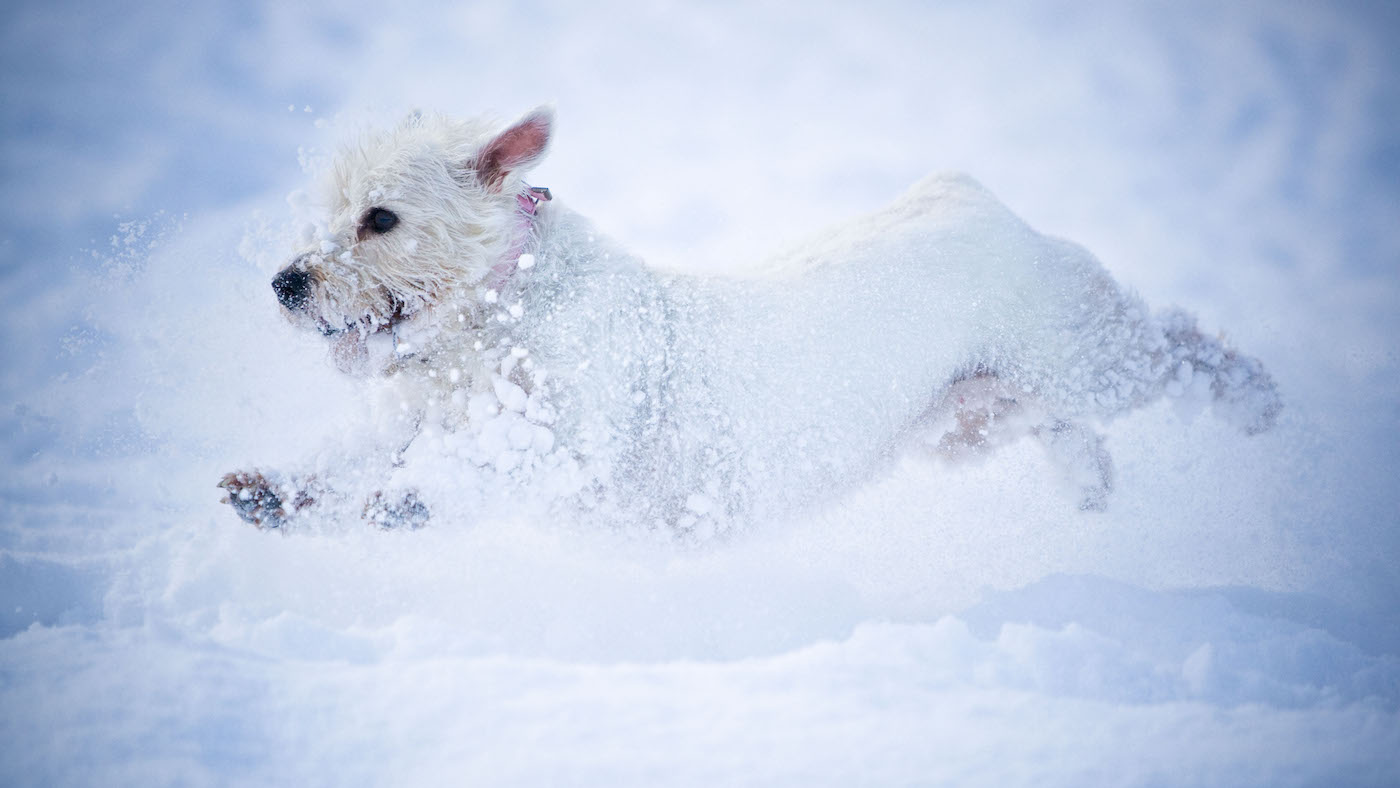 West Highland White Terrier in the snow