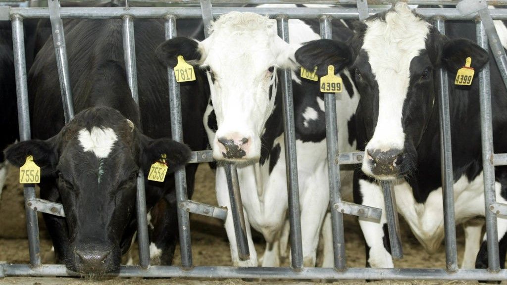 three black and white dairy cows with tagged ears looking through a fence