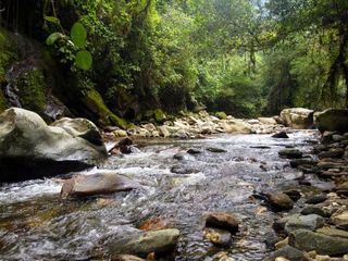 colombia-jungle-100831