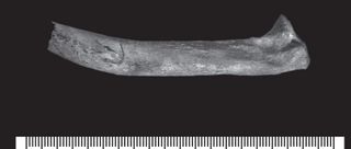 Richard III would have been wearing armor on the battlefield, perhaps explaining why there are few wounds to his skeleton beyond the skull. Nevertheless, this right tenth rib sports a cut mark, likely made from behind with a fine-edged dagger. Researchers