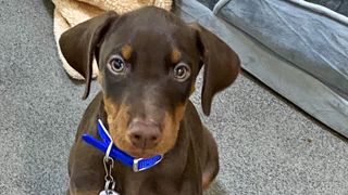 Fudge the Doberman puppy