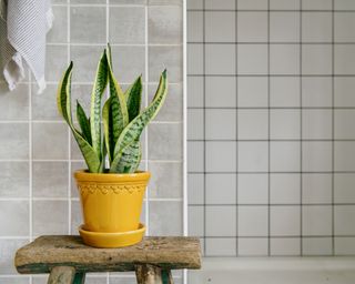 A snake plant in a bathroom
