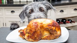 Dog looking at roast chicken