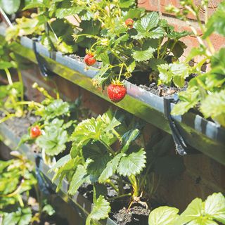 strawberries plant planting in plastic guttering