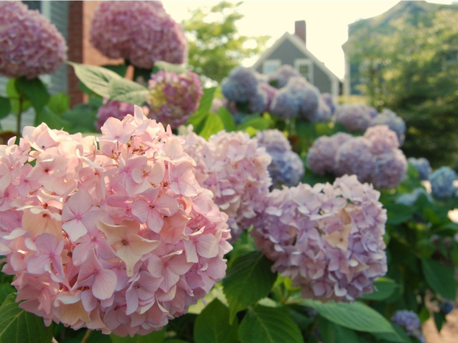 Best Shrubs For Northeast Region Gardens Gardening Know How