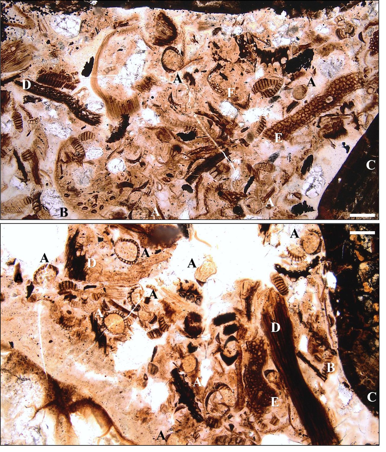 Two slides showing parts of the dinosaur's last meal. These slides show (a) sporangia (where spores form), (b, e and f) parts of leaves (c) gastroliths and (d) wood. Scale bars = 200 &mu;m.
