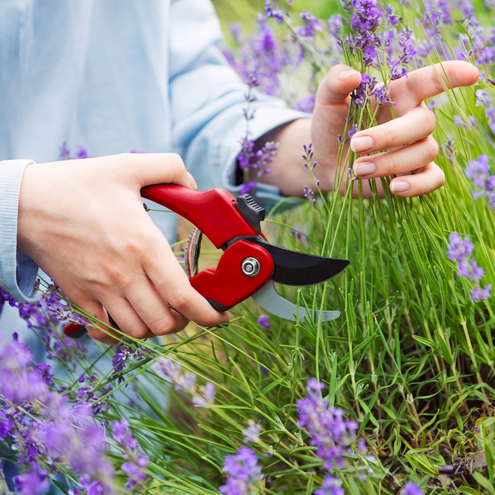 Woman prunes lavender plants in summer with red pruning shears