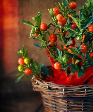 Solanum winter cherry plant in a basket