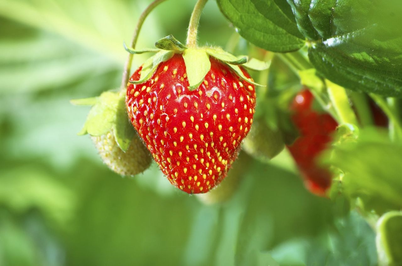 strawberry seed