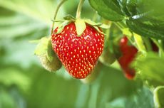 strawberry seed
