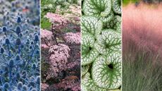 a montage of vibrant plants that will help liven up any garden