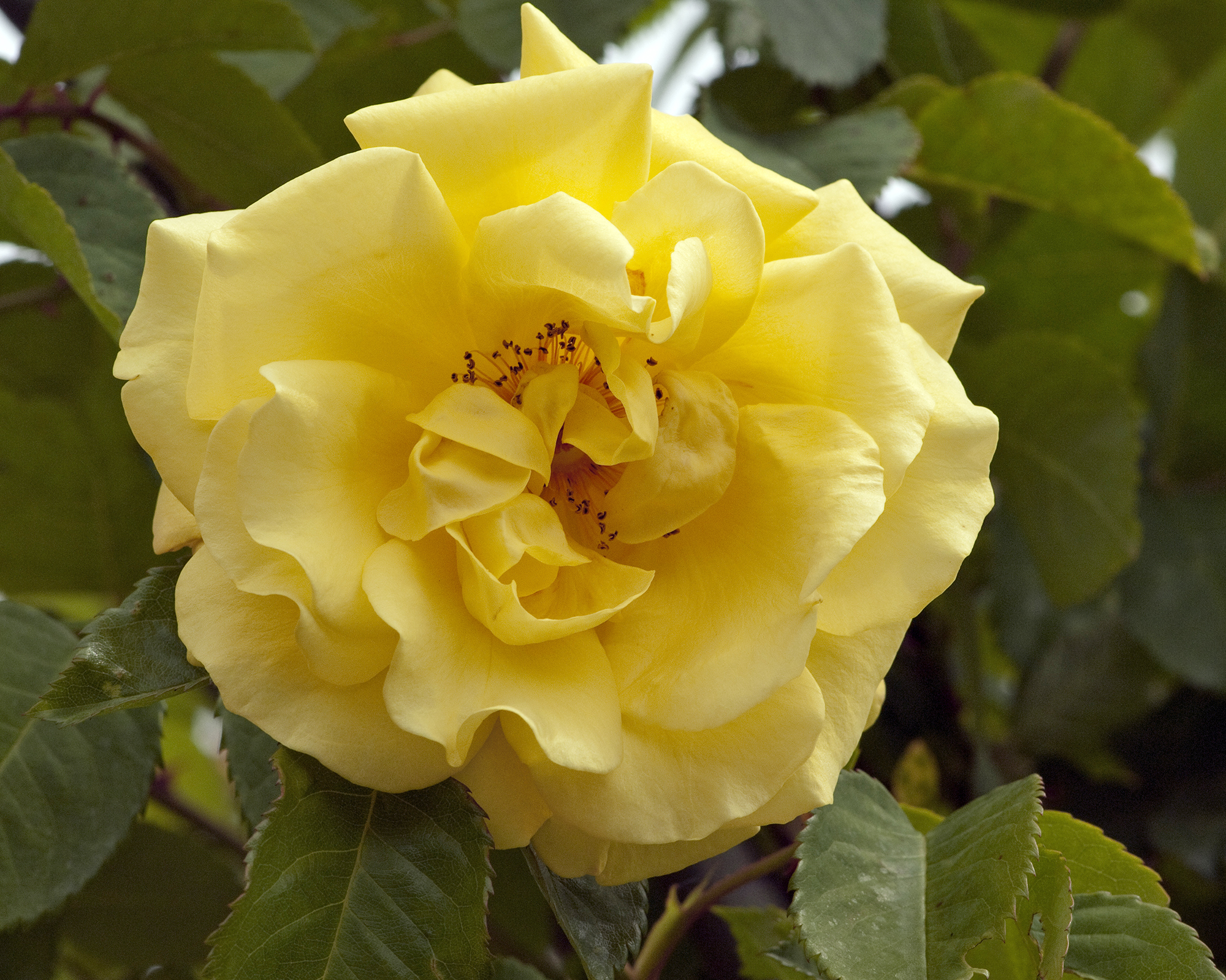 Golden Gate yellow climbing rose