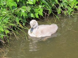A young cygnet by the 13th tee