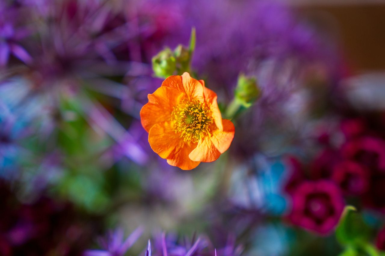Sigma 24-70mm F2.8 DG DN II Art