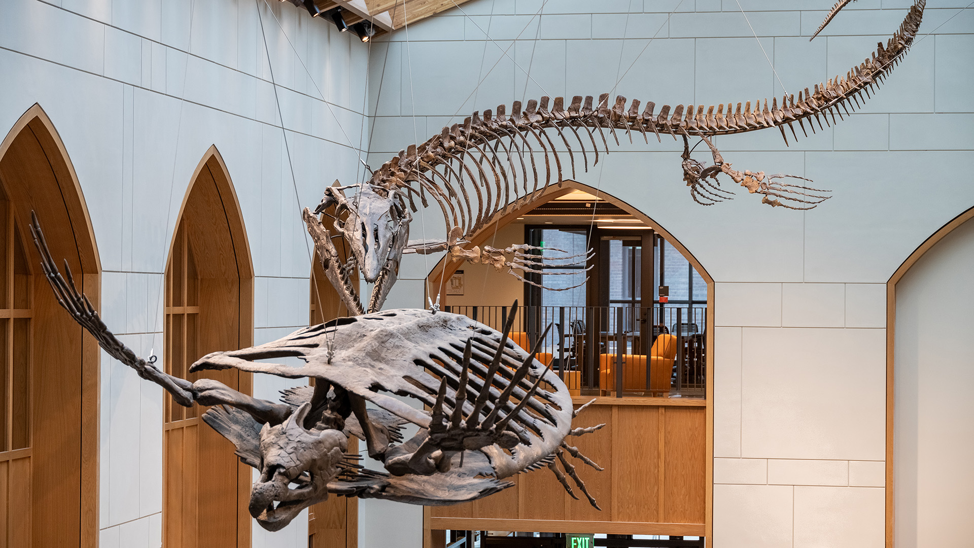 A hanging skeleton of a large mosasaur is posed looking like its chasing a large skeletal turtle.