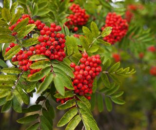 Closeup of branches on a rowan tree with bright red berries