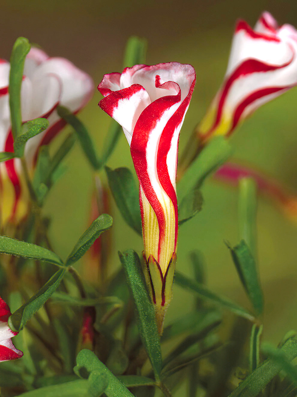 Oxalis Versicolor