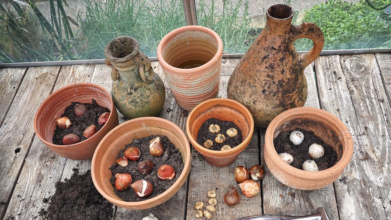 Various small terracotta pots on a wooden shelf in the greenhouse being planted up with Spring flowering bulbs.