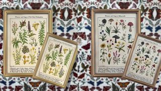 Two plant prints created by Holly Sweet Illustration