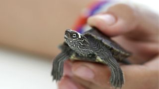 close up of a small turtle being held in a child's hand