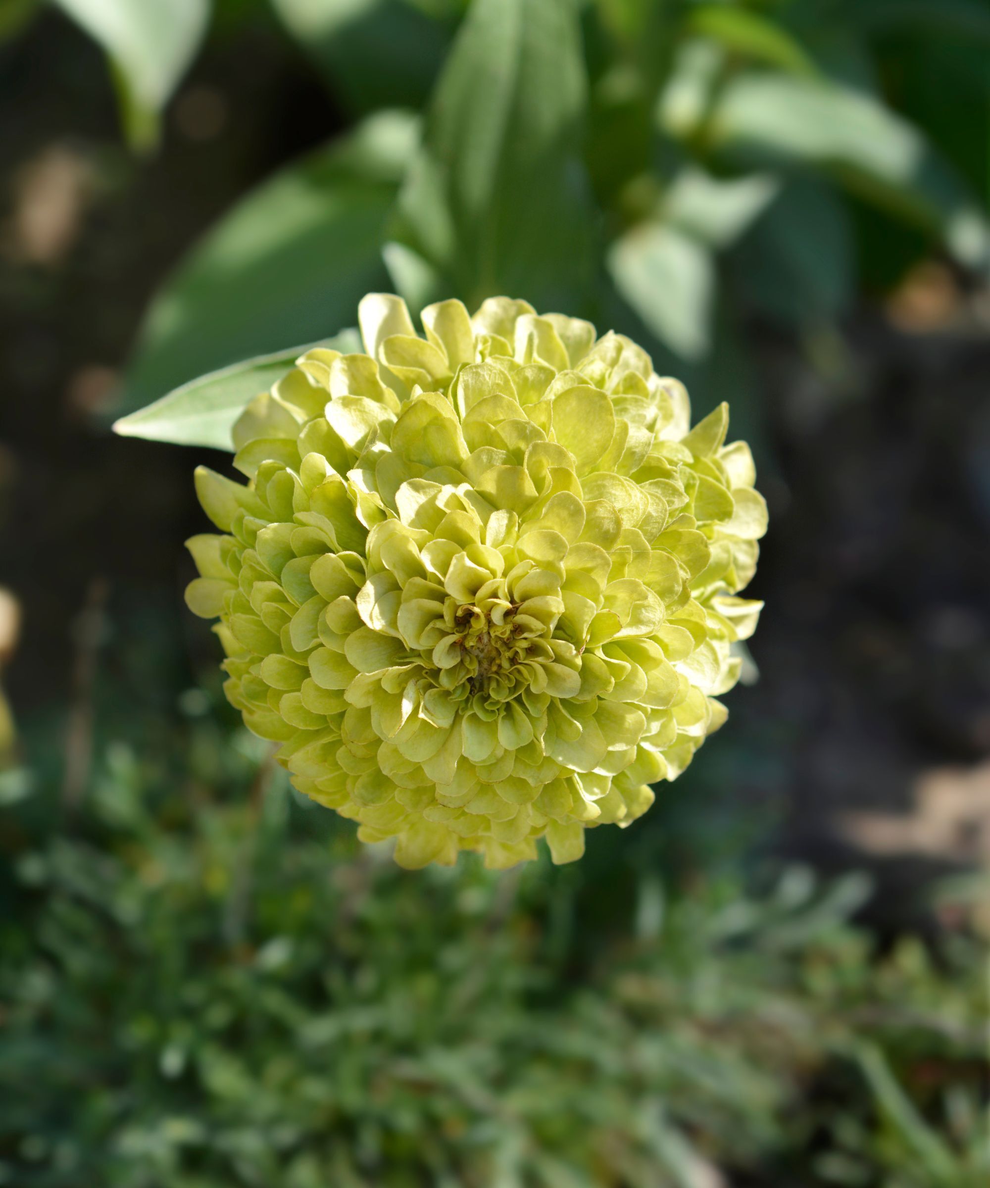 Zinnia Green Envy