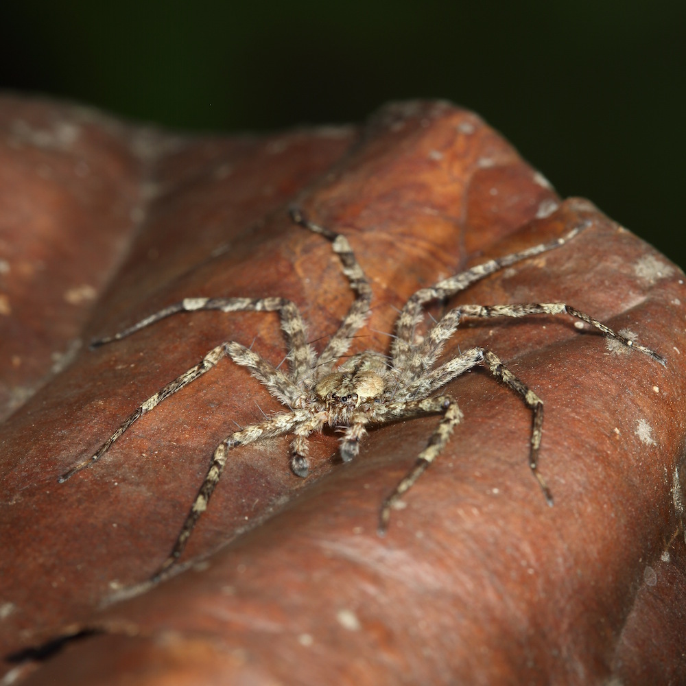 Base Jumping' Spider Soars from Rainforest Treetops