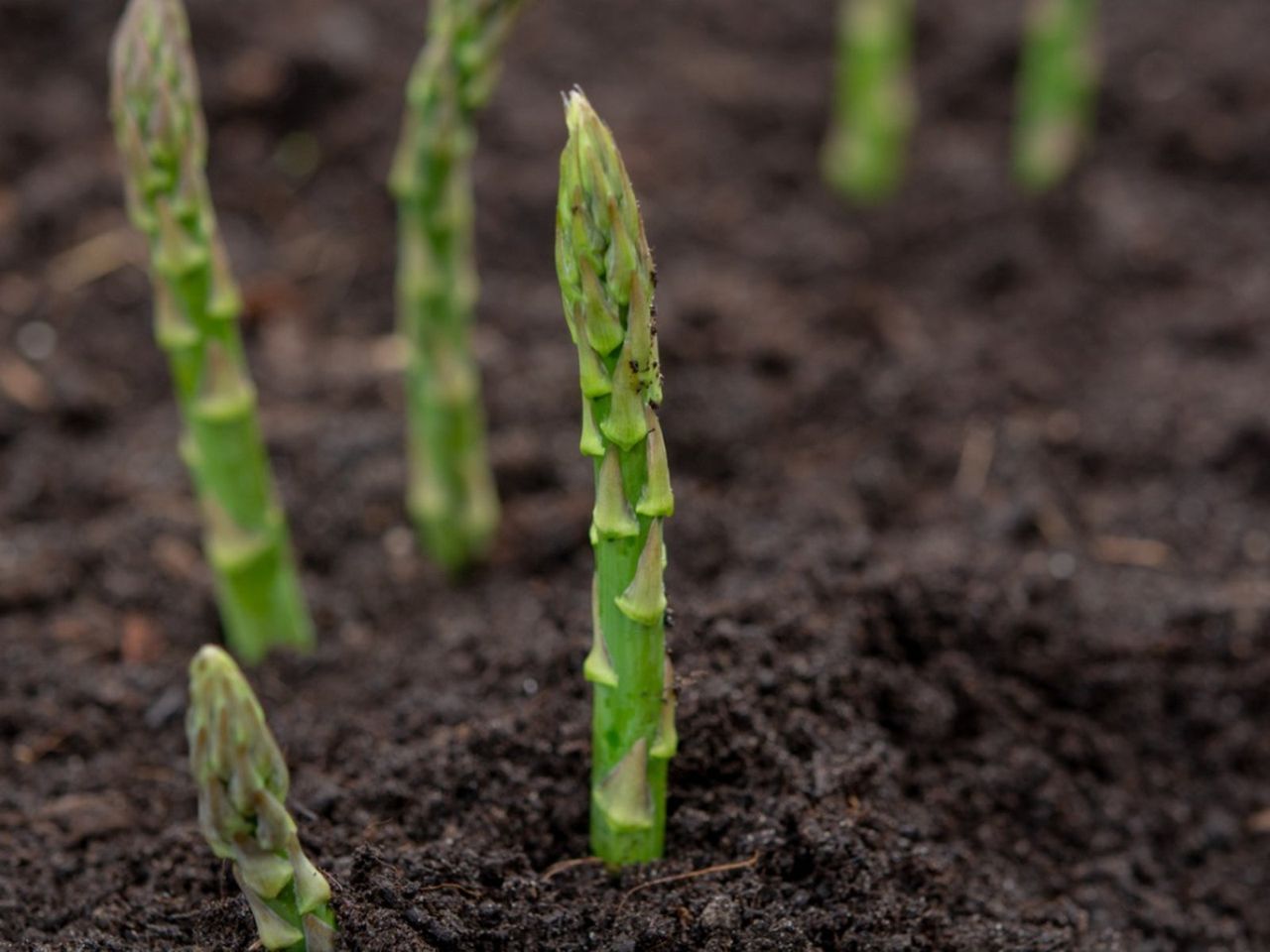 Asparagus Growing In The Garden