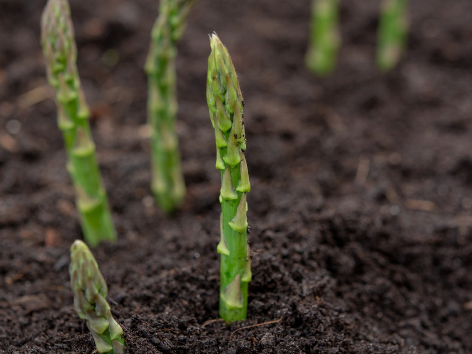 Growing Asparagus Information On Asparagus Care Gardening Know How