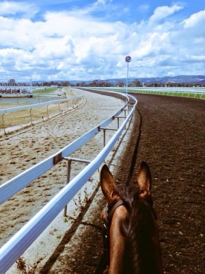 The racecourse