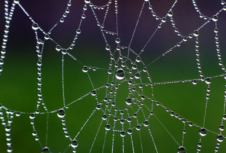 A spider's net is pictured on October 19, 2014 in Wuerzburg, Germany. AFP PHOTO / DPA / KARL-JOSEF HILDENBRAND /GERMANY OUT(Photo credit should read KARL-JOSEF HILDENBRAND/AFP/Getty Images)