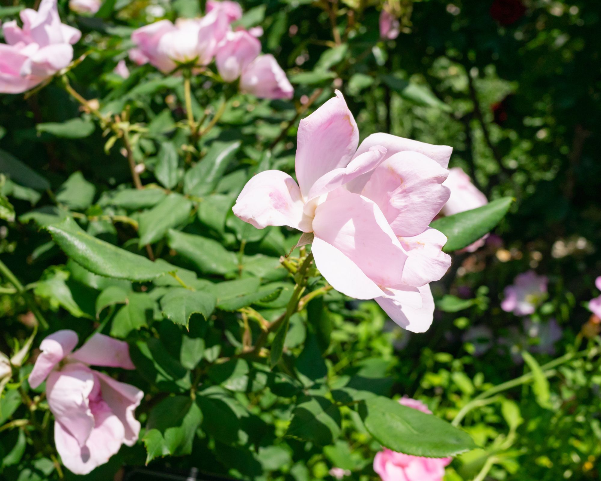 Rosa Blushing Knock Out