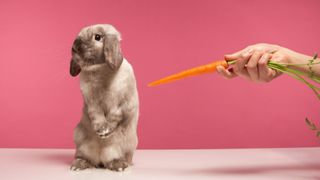 rabbit sat up turned away from offered carrot