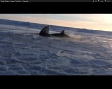 killer-whales