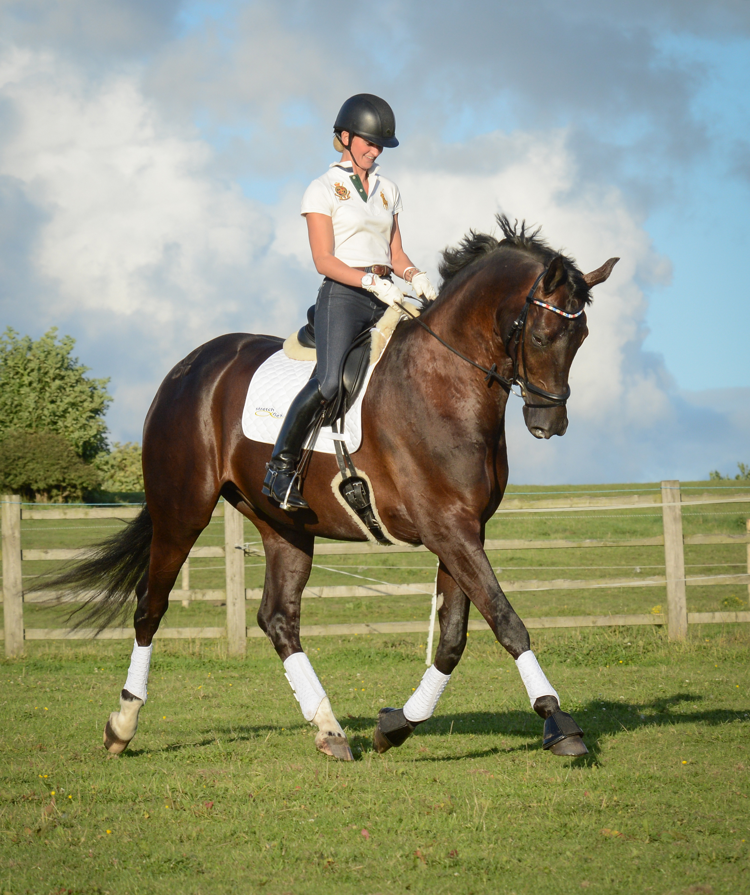 Horse Schooling in Flatwork Wraps