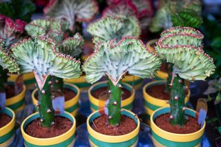 EUPHORBIA LACTEA CRISTATA GRAFTED VARIEGATED CACTUS