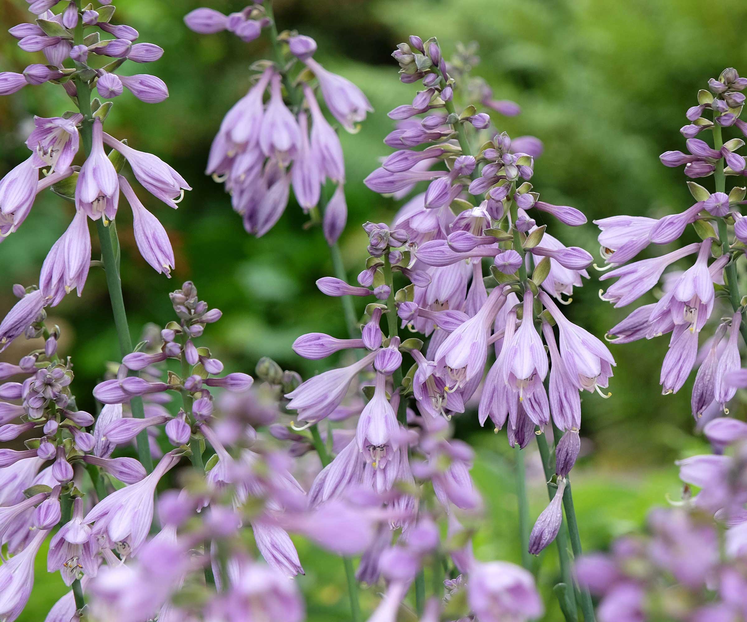 purple hosta flowers