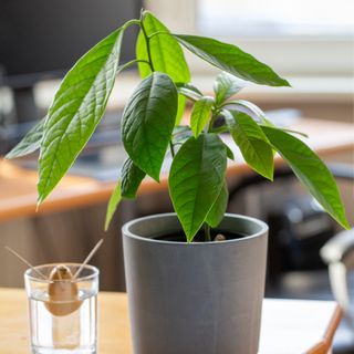 Avocado plant next to avocado stone growing