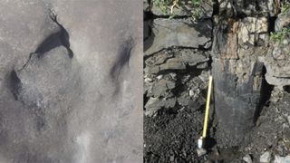 Left image shows the fossilised footprint, on the right a man at the site where a fossilised tree trunk stands.