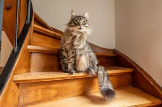 cat on hard floor stairs