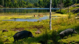 Wild boar pass by a lake in Quebec with wading elk.