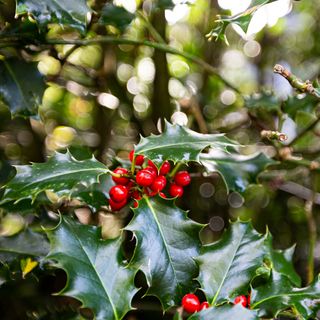 Close up of holly leaves and berries