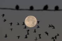 Beaver Full Moon, the last supermoon of the year is seen setting behind the birds perched on a wire in the early morning hours as some birds are flying in the sky on November 16, 2024 in Secaucus, New Jersey.