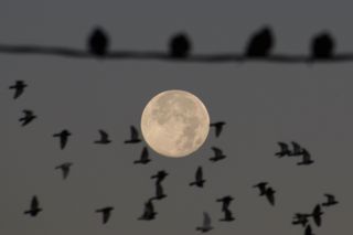 A flock of birds fly across the full moon while other birds rest on a wire.